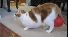 Zakaj mačka utripa tok